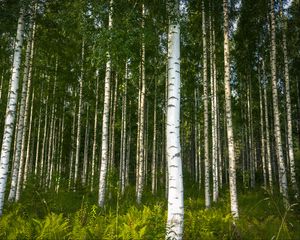 Preview wallpaper birches, trees, forest, rose, ferns, nature