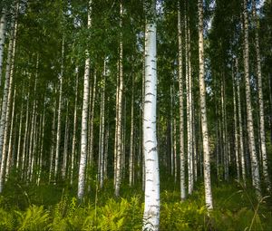 Preview wallpaper birches, trees, forest, rose, ferns, nature