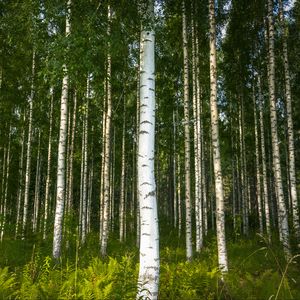 Preview wallpaper birches, trees, forest, rose, ferns, nature