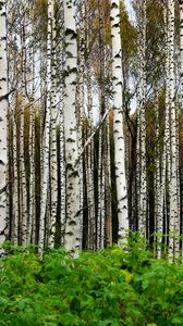 Preview wallpaper birches, trees, forest, trunks, leaves