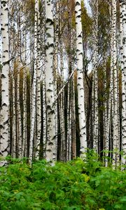 Preview wallpaper birches, trees, forest, trunks, leaves