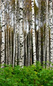 Preview wallpaper birches, trees, forest, trunks, leaves