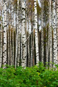 Preview wallpaper birches, trees, forest, trunks, leaves