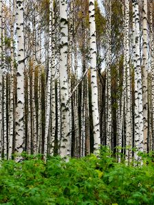 Preview wallpaper birches, trees, forest, trunks, leaves