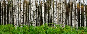 Preview wallpaper birches, trees, forest, trunks, leaves