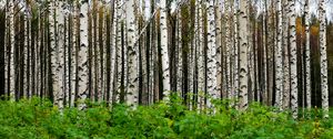 Preview wallpaper birches, trees, forest, trunks, leaves