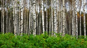 Preview wallpaper birches, trees, forest, trunks, leaves