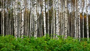 Preview wallpaper birches, trees, forest, trunks, leaves