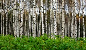 Preview wallpaper birches, trees, forest, trunks, leaves