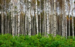 Preview wallpaper birches, trees, forest, trunks, leaves