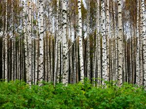 Preview wallpaper birches, trees, forest, trunks, leaves