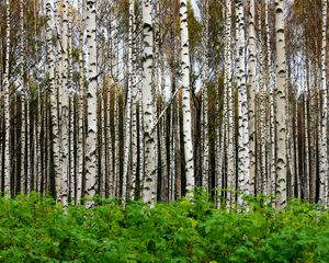 Preview wallpaper birches, trees, forest, trunks, leaves