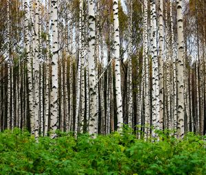 Preview wallpaper birches, trees, forest, trunks, leaves