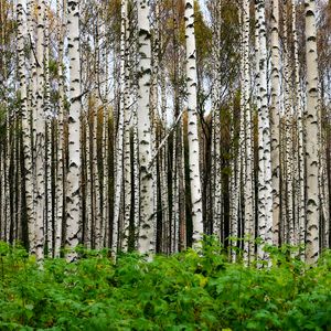 Preview wallpaper birches, trees, forest, trunks, leaves