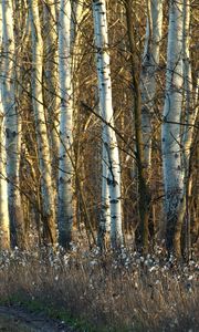 Preview wallpaper birches, trunks, dandelions, grass, faded