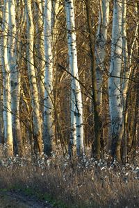 Preview wallpaper birches, trunks, dandelions, grass, faded