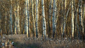 Preview wallpaper birches, trunks, dandelions, grass, faded