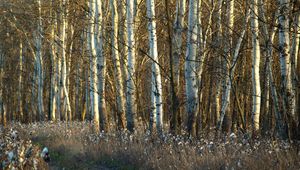 Preview wallpaper birches, trunks, dandelions, grass, faded