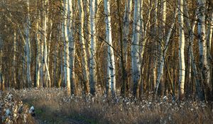 Preview wallpaper birches, trunks, dandelions, grass, faded