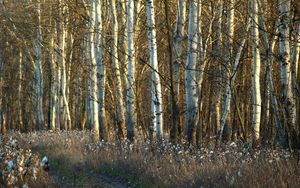 Preview wallpaper birches, trunks, dandelions, grass, faded