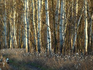 Preview wallpaper birches, trunks, dandelions, grass, faded