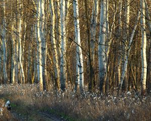 Preview wallpaper birches, trunks, dandelions, grass, faded