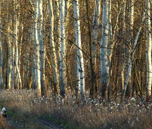 Preview wallpaper birches, trunks, dandelions, grass, faded