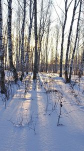 Preview wallpaper birches, trunks, snowdrifts, winter