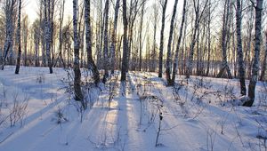 Preview wallpaper birches, trunks, snowdrifts, winter