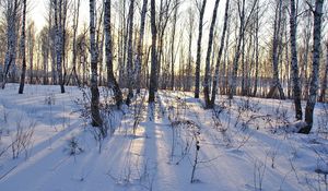 Preview wallpaper birches, trunks, snowdrifts, winter