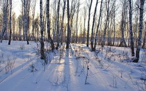 Preview wallpaper birches, trunks, snowdrifts, winter