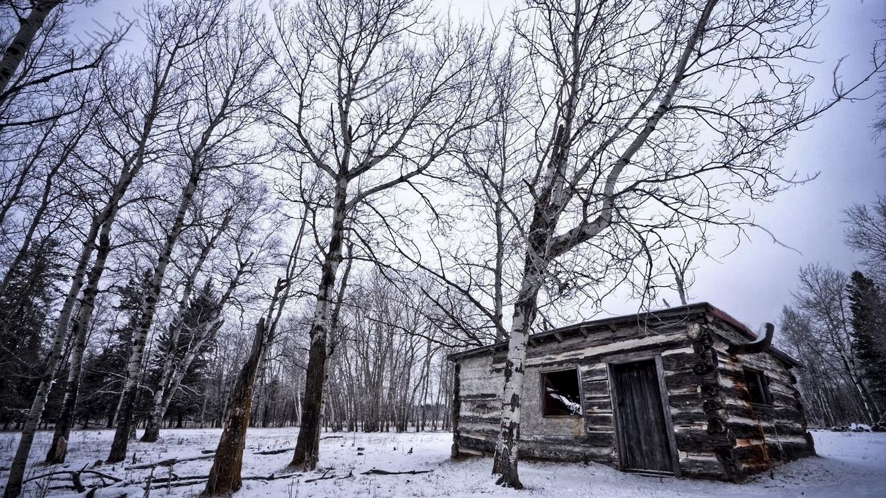 Wallpaper birches, winter, snow, structure, grove