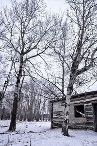 Preview wallpaper birches, winter, snow, structure, grove