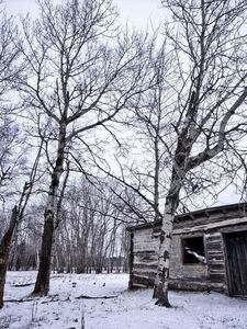 Preview wallpaper birches, winter, snow, structure, grove