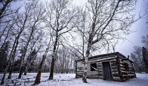 Preview wallpaper birches, winter, snow, structure, grove