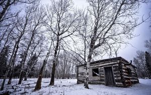 Preview wallpaper birches, winter, snow, structure, grove