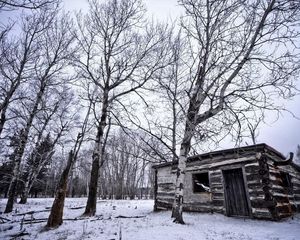 Preview wallpaper birches, winter, snow, structure, grove