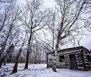 Preview wallpaper birches, winter, snow, structure, grove