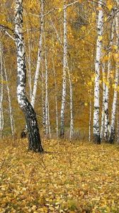 Preview wallpaper birches, wood, edge, autumn, gold, leaf fall