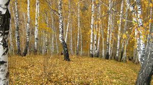Preview wallpaper birches, wood, edge, autumn, gold, leaf fall
