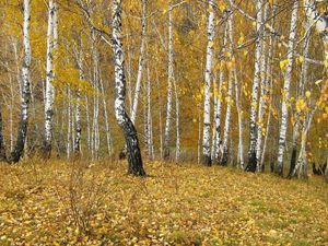 Preview wallpaper birches, wood, edge, autumn, gold, leaf fall