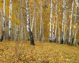 Preview wallpaper birches, wood, edge, autumn, gold, leaf fall