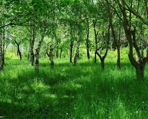 Preview wallpaper birches, young, summer, grass, green, avenue