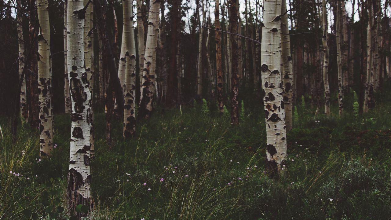 Wallpaper birchs, forest, trees, grass, summer