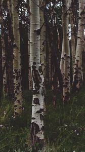 Preview wallpaper birchs, forest, trees, grass, summer