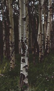 Preview wallpaper birchs, forest, trees, grass, summer