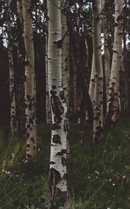 Preview wallpaper birchs, forest, trees, grass, summer