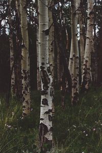 Preview wallpaper birchs, forest, trees, grass, summer