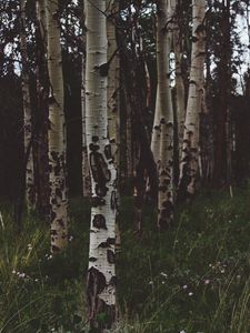 Preview wallpaper birchs, forest, trees, grass, summer