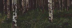 Preview wallpaper birchs, forest, trees, grass, summer